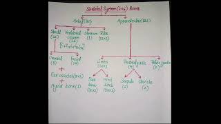 Skeletal System Class 11  Skeletal System  Bones flow chart shorts [upl. by Rakso362]