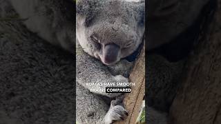 Koala The Dumbest Animal On Earth [upl. by Narra892]