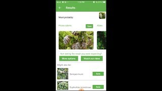 PlantSnap identifies a Red Spruce Picea rubens [upl. by Baynebridge421]