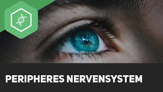 Nervensystem  Ein Überblick [upl. by Gievlos]