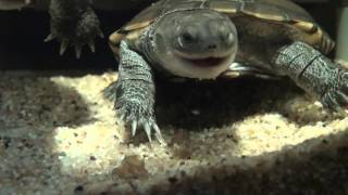 My Turtles and shrimps emydura subglobosa chelodina oblonga pelomedusa subrufa and filtershrimp [upl. by Polish]