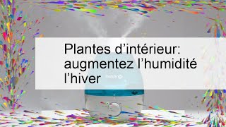 Plantes d’intérieur augmentez l’humidité l’hiver [upl. by Mckay530]