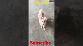 Indian spitz dog best lovely dog [upl. by Rawden510]