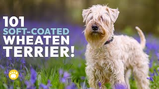 Softcoated Wheaten Terrier Temperament Grooming amp More [upl. by Harlan]