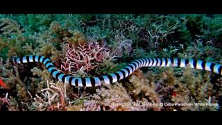 貝爾徹海蛇Belchers Sea Snake Hydrophis Belcheri 1m [upl. by Ringo]