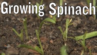 How To Grow Perpetual Spinach  The Easy Way [upl. by Duarte668]