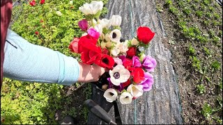 A busy day in the garden Planting harvesting and seed starting🌸🌺 [upl. by Nali]