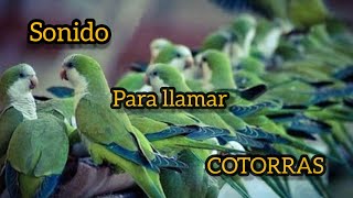 SONIDO DE COTORRAS 🦜 sound for birds  Llamarse entre si [upl. by Cockburn]