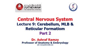 Lecture 9  Cerebellum MLB amp Reticular Formation Part 2  CNS [upl. by Kendrick]