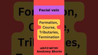 Facial Vein anatomy science mbbs facts neetpgneet viralshorts shorts [upl. by Barthold]