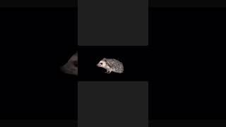 African Pygmy Hedgehog hedgehog nyilonelycompany game 3danimation animation 3d animals [upl. by Rosemonde490]