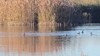 20241121 I PANCAN STEGONOPES Phalacrocorax carbo VELIKI KORMORAN [upl. by Ethelstan]