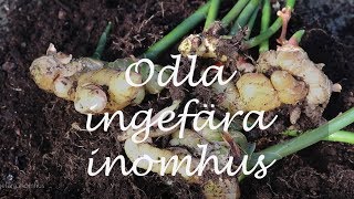 Odla ingefära inomhus [upl. by Essyla]