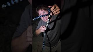 Blue Sea Krait Venomous [upl. by Stafani]