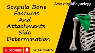 Scapula bone anatomy  side determination  external features and attachments  upper limb [upl. by Ettenwahs672]