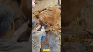 Reoccurring cervical prolapse treatment saveanimals gaushala gaumata dwarka veterinary [upl. by Berget622]