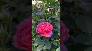 Boscobel  David Austin English rose review  Standard tree rose  healthy beautiful rose garden [upl. by Eeliah]