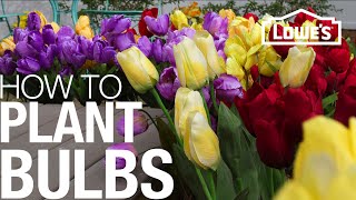 How to Plant Bulbs in the Spring or Fall [upl. by Tterag]