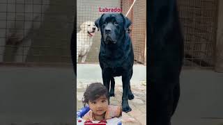 Black Labrador Dog is LOYAL and SMART cute baby black Labrador loyaldog cutedog viraldog [upl. by Niveb458]