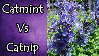 Catmint Vs Catnip and How to Tell the Difference [upl. by Admama]