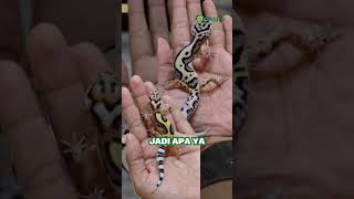 Jadi morph apa hayooo 🦎 resepgecko morphgecko gecko leopardgecko boldstripe [upl. by Hultgren]