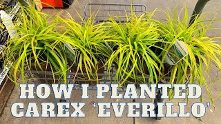 How I planted a dozen Carex ‘Everillo’ [upl. by Himelman]