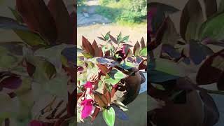 zebrina plant 💝💫gardening nature plants flowers [upl. by Desirae]