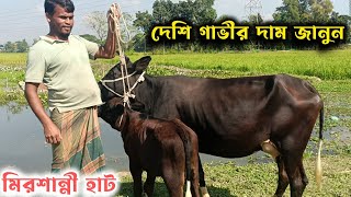 মিরশান্নী গরুর বাজার  দেশি সিন্ধি শাহিওয়াল গাভী বাছুরের দাম জানুন আজকের মিরশান্নী হাট থেকে [upl. by Nahaj549]