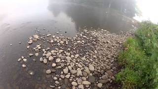 Early morning Fly Fishing the Kennebec River Maine [upl. by Rebah]