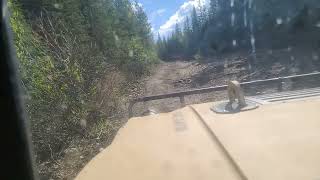 driving up kakwa falls trail July 2024 in humvee military hummer h1 grande prairie Alberta Canada [upl. by Acinorej871]