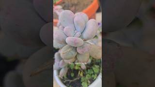 Pink Moonstone 🩷 Vs Blue Moonstone 🩵 succulentcare plants moonstone succulents succulents [upl. by Merill396]