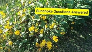 Everything about Sunchokes  Jerusalem artichokes  How to grow Sunchokes [upl. by Mohkos]