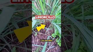 ¡Beneficios del limoncillo Plantas [upl. by Aillemac686]