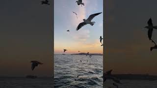 Birds I Seagulls Flying I Beautiful Sea Birds Sounds naturesounds [upl. by Hsirahc]