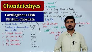 super class pisces Chondricthyes or Cartilaginous Fish  phylum chordata kingdom animalia [upl. by Ahsilam]