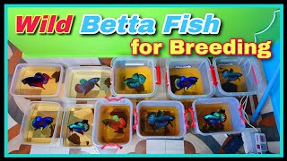 😍😍 How I Get Rare WILD Betta Fish For Breeding 😍😍 [upl. by Chalmers]