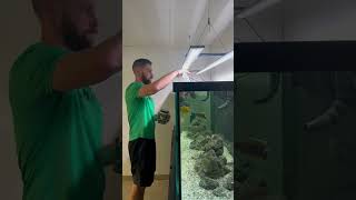 Feeding the African Cichlid Tank [upl. by Yenduhc876]