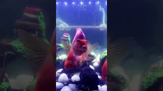 Blood Red Parrot eating tetrabit balls parrotfish oscarfish parrotfishtank [upl. by Yesnnyl]