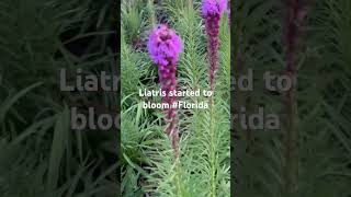 Liatris Spicata [upl. by Otiv]