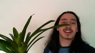 Bromeliads  Guzmania care What to do after they bloom [upl. by Levesque]