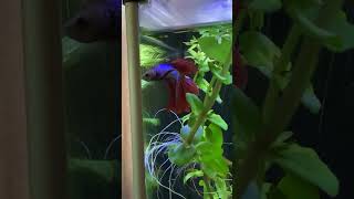 plantedtanksetup freshwateraquarium beta plantedtank aquarium fishtank betafish [upl. by Keele]