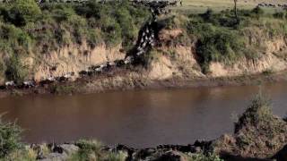 Wildebeest Crossing the Mara [upl. by Eidua]