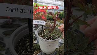 금낭화 발렌타인 Dicentra spectabilis 錦囊花 대림원예종묘 shorts [upl. by Bronwyn402]