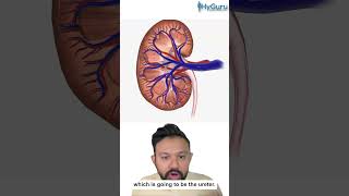 Renal Papillary Necrosis for the USMLE  HyGuru [upl. by Damas]