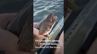 Shallow river Sauger fishing riverlife fishingtechniques illinoisriver [upl. by Shirk]