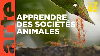 Les animaux gouvernentils mieux que nous   42  La réponse à presque tout  ARTE [upl. by Enilegnave228]