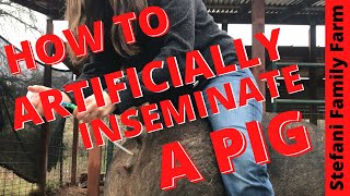 How to Artificially Inseminate AI a Pig  Breeding our Pig [upl. by Ansley]