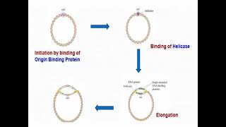 Mechanisms of DNA Replication and Synthesis [upl. by Cirted]