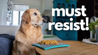 Leaving My Dog Alone with a Chicken Biryani  Living With A Golden Retriever  Dog Vlog [upl. by Atsylak]