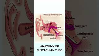 Anatomy of Eustachian tube  Read more Link in description  Dr Rahul Bagla Teaching ENT [upl. by Nabal]